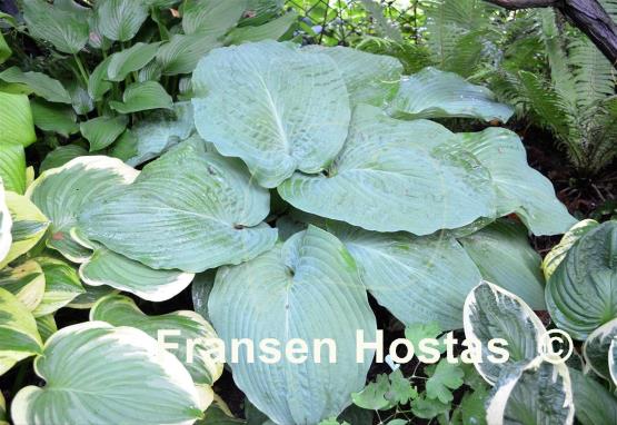 Hosta Kiwi Hippo